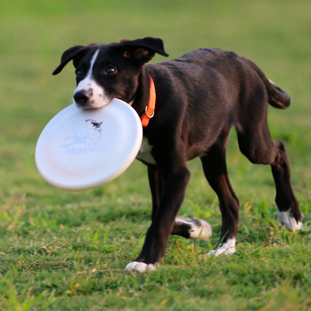 Durable Dog Training Disc