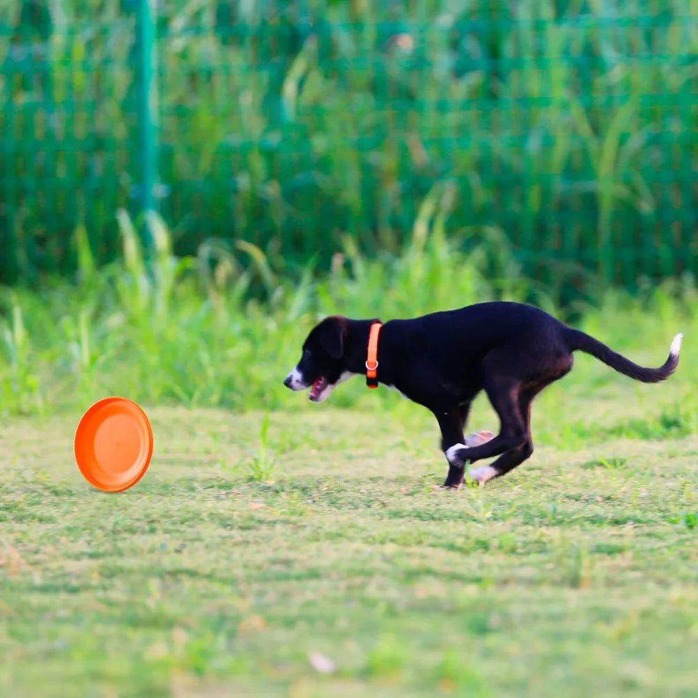 Durable Dog Training Disc